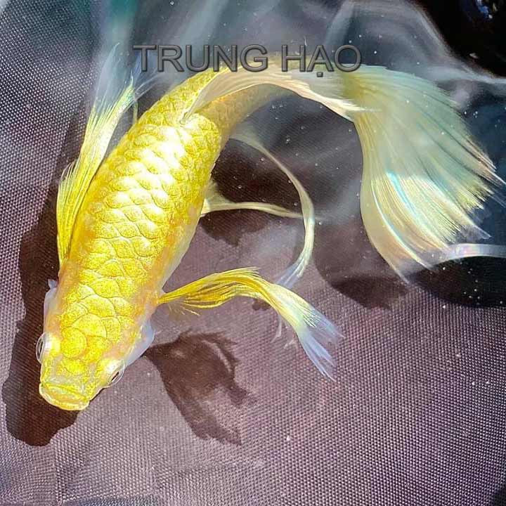 Cá bảy màu Full Gold Ribbon TBB