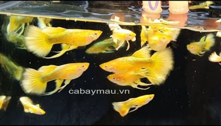 Cá bảy màu Full Gold Ribbon