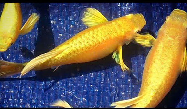 Cá bảy màu Full Gold vảy đầy đủ