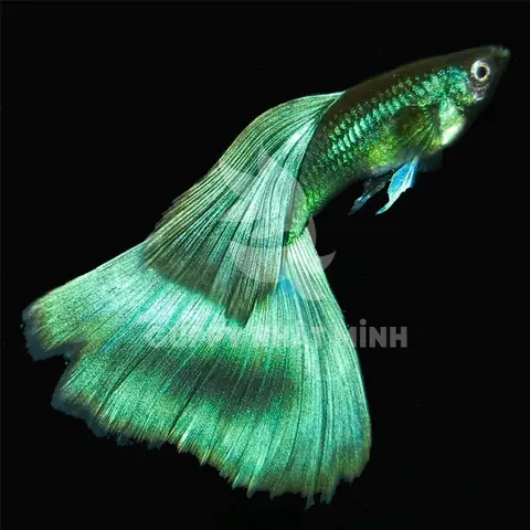 Cá Bảy Màu Full Green: Hướng Dẫn Chi Tiết Từ A Đến Z