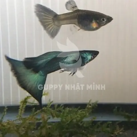 Cá Bảy Màu Full Green: Hướng Dẫn Chi Tiết Từ A Đến Z