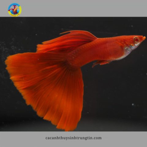 Cá Bảy Màu Full Red