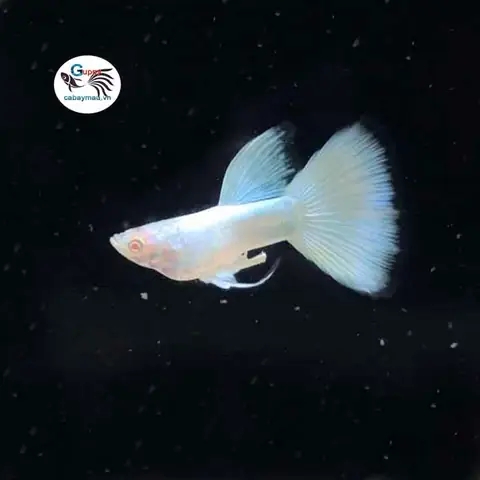 Cá Bảy Màu Full White: Đặc Điểm, Cách Nuôi Và Chăm Sóc Đúng Chuẩn