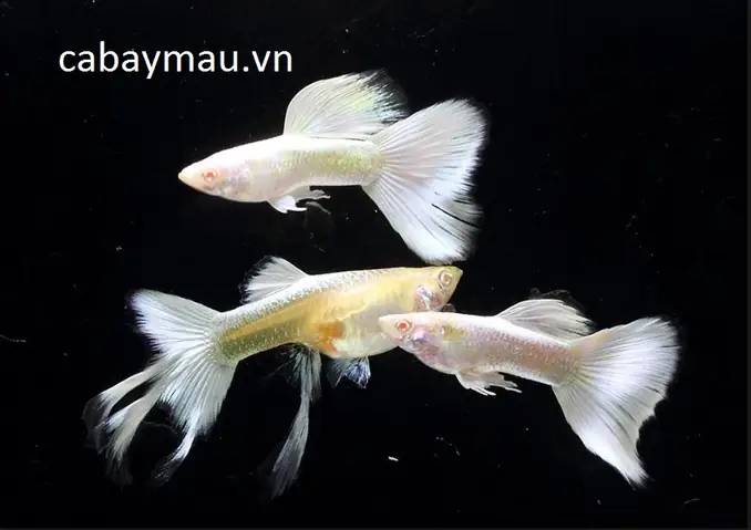Cá Bảy Màu Full White: Đặc Điểm, Cách Nuôi Và Chăm Sóc Đúng Chuẩn