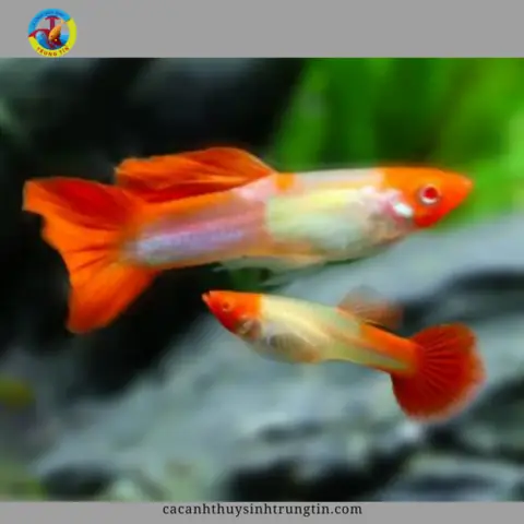 Bảy màu Koi Red ear Bảy màu Koi Red ear