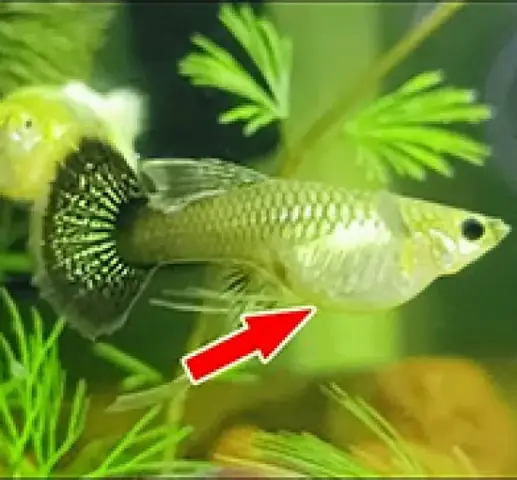 14. Cá bảy màu Ivory (Ivory Mosaic Guppy) 14. Cá bảy màu Ivory (Ivory Mosaic Guppy)