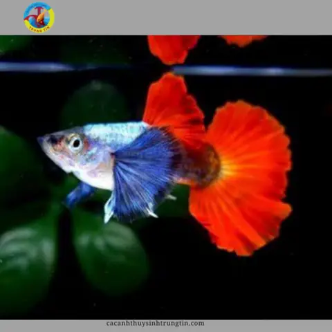 cá bảy màu dumbo red tail cá bảy màu dumbo red tail
