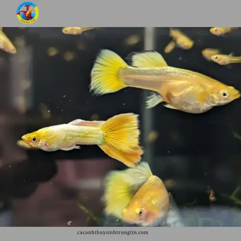 14. Cá bảy màu Ivory (Ivory Mosaic Guppy) 14. Cá bảy màu Ivory (Ivory Mosaic Guppy)