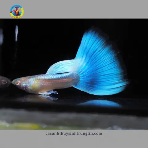 BẢY MÀU BLUE TOPAZ BẢY MÀU BLUE TOPAZ