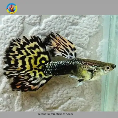 14. Cá bảy màu Ivory (Ivory Mosaic Guppy) 14. Cá bảy màu Ivory (Ivory Mosaic Guppy)