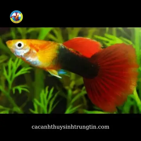 bảy màu rừng bảy màu rừng