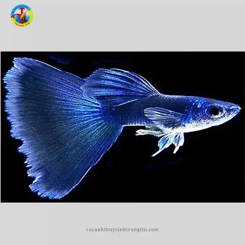 14. Cá bảy màu Ivory (Ivory Mosaic Guppy) 14. Cá bảy màu Ivory (Ivory Mosaic Guppy)