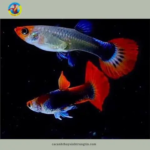 14. Cá bảy màu Ivory (Ivory Mosaic Guppy) 14. Cá bảy màu Ivory (Ivory Mosaic Guppy)