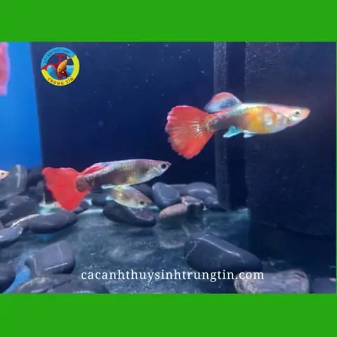 cá bảy màu mỹ cá bảy màu mỹ