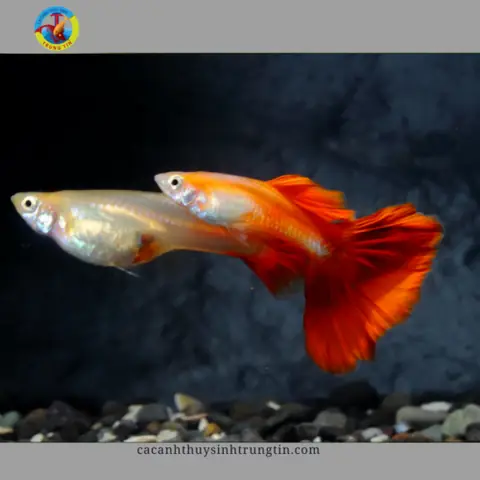 cá 7 màu full red cặp cá 7 màu full red cặp