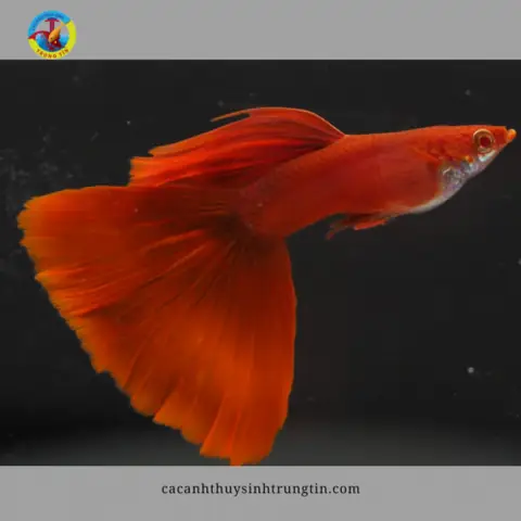 cá 7 màu full red cá 7 màu full red