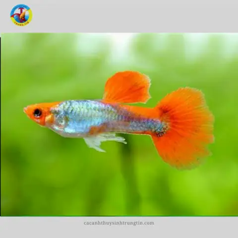 BẢY MÀU KOI RED BẢY MÀU KOI RED