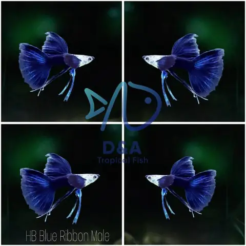 5. Cá bảy màu HB Blue (HB Blue Guppy) 5. Cá bảy màu HB Blue (HB Blue Guppy)