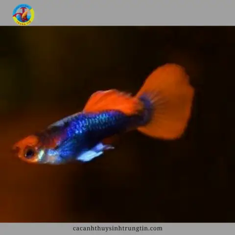 cá bảy màu koi black cá bảy màu koi black