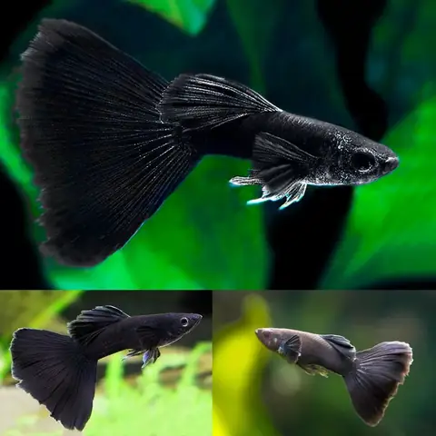 6. Cá bảy màu Full Black (Full Black Guppy) 6. Cá bảy màu Full Black (Full Black Guppy)
