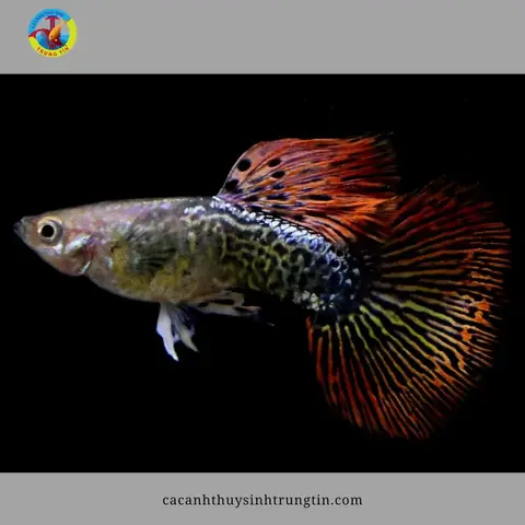 14. Cá bảy màu Ivory (Ivory Mosaic Guppy) 14. Cá bảy màu Ivory (Ivory Mosaic Guppy)