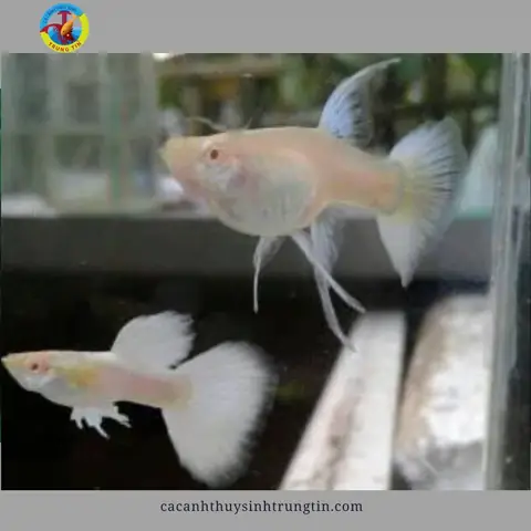 7. Cá bảy màu Full Platinum (Full Platinum Guppy) 7. Cá bảy màu Full Platinum (Full Platinum Guppy)
