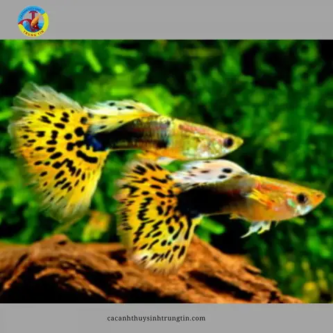 14. Cá bảy màu Ivory (Ivory Mosaic Guppy) 14. Cá bảy màu Ivory (Ivory Mosaic Guppy)