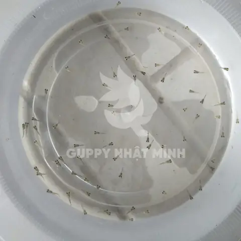 Hướng Dẫn Chi Tiết Về Cách Cá Bảy Màu Giao Phối