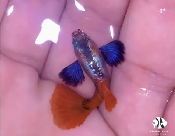 Khám Phá Các Loại **Cá Bảy Màu Giống** Phổ Biến và Hướng Dẫn Chăm Sóc Toàn Diện