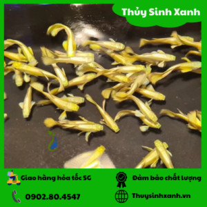 Cá bảy màu Gold lấp lánh, tô điểm cho bể cá cảnh mini