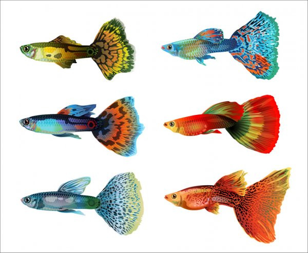 Cá Bảy Màu Guppies đa dạng sắc thái và hoa văn đuôi, dễ nuôi