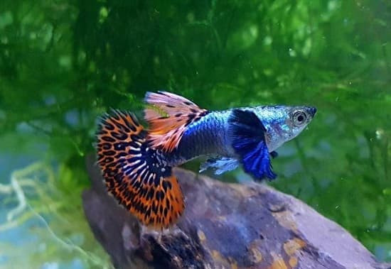 Cá bảy màu Guppy trưởng thành với màu sắc rực rỡ trong bể
