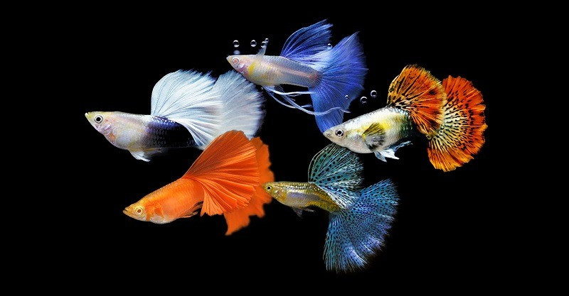 Cá bảy màu guppy
