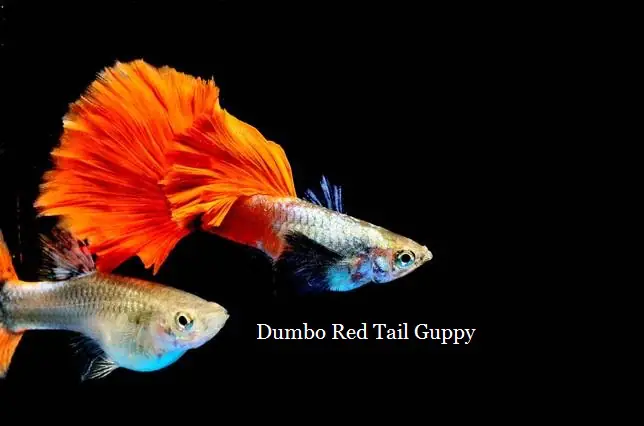 Các loại cá GUPPY CITY đang có