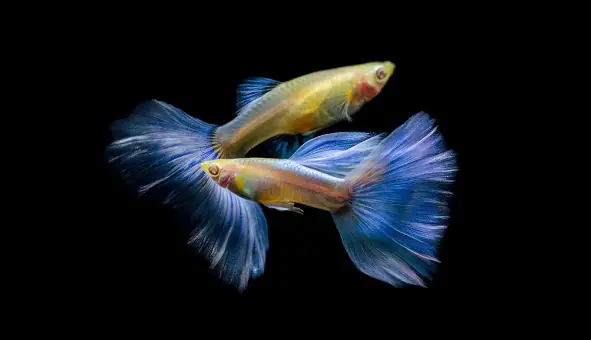Các loại cá GUPPY CITY đang có