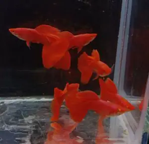 Các loại cá GUPPY CITY đang có