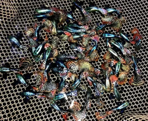 Giới thiệu GUPPY CITY – Trại cá bảy màu guppy Hà Nội