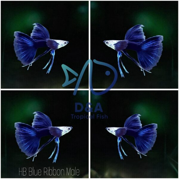 Cá bảy màu HB Blue bơi nhẹ nhàng