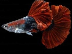 Cá bảy màu HB Red Rose đang bơi trong bể thủy sinh với vây đuôi đỏ rực và thân màu đen