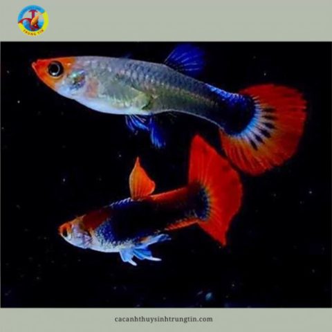 Cá bảy màu Koi Black