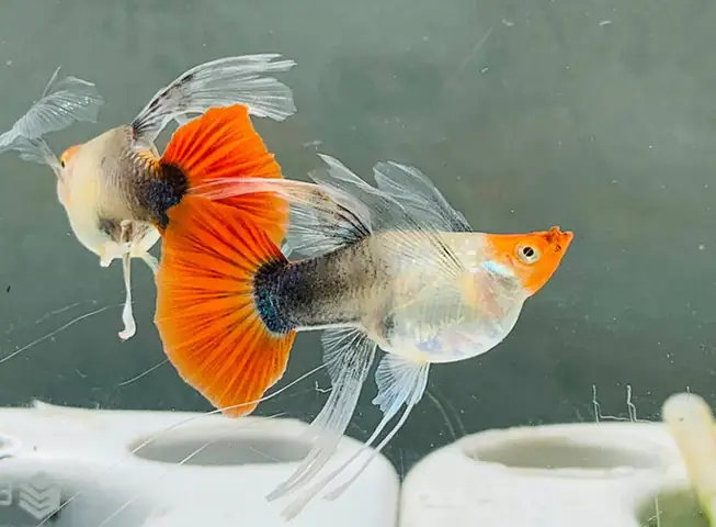 Cá Bảy Màu Mang Bầu: Dấu Hiệu, Chăm Sóc & Khắc Phục Khó Đẻ