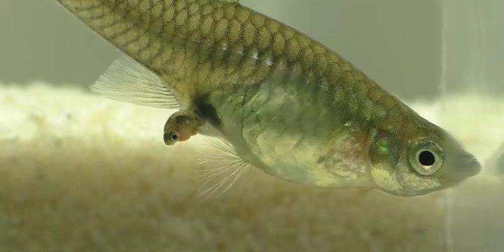 Cá bảy màu mẹ đang sinh con trong bể thủy sinh, hình ảnh rõ nét quá trình sinh sản của guppy