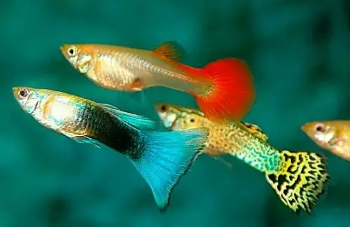 Tại sao cá bảy màu nằm dưới đáy? Nguyên nhân & cách xử lý hiệu quả