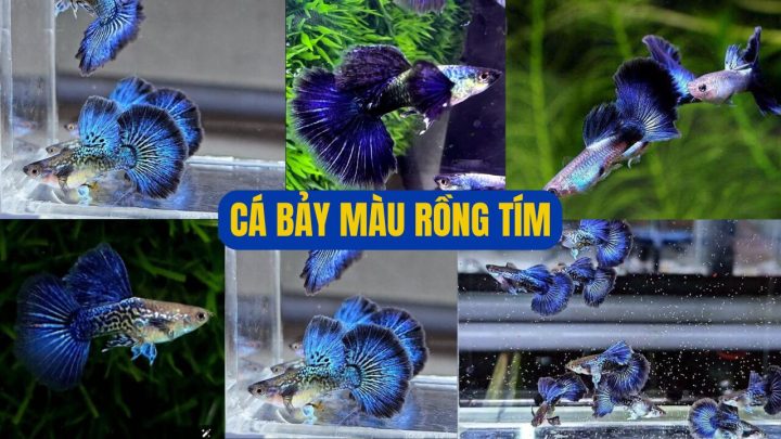 Cá bảy màu Rồng Tím trên nền đen
