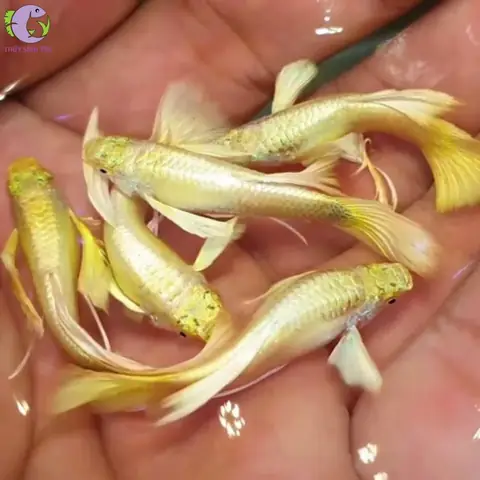 Cá Bảy Màu Ruby: Hướng Dẫn Chăm Sóc & Sinh Sản Toàn Diện
