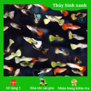 Cá bảy màu rực rỡ bơi trong bể cá cảnh mini