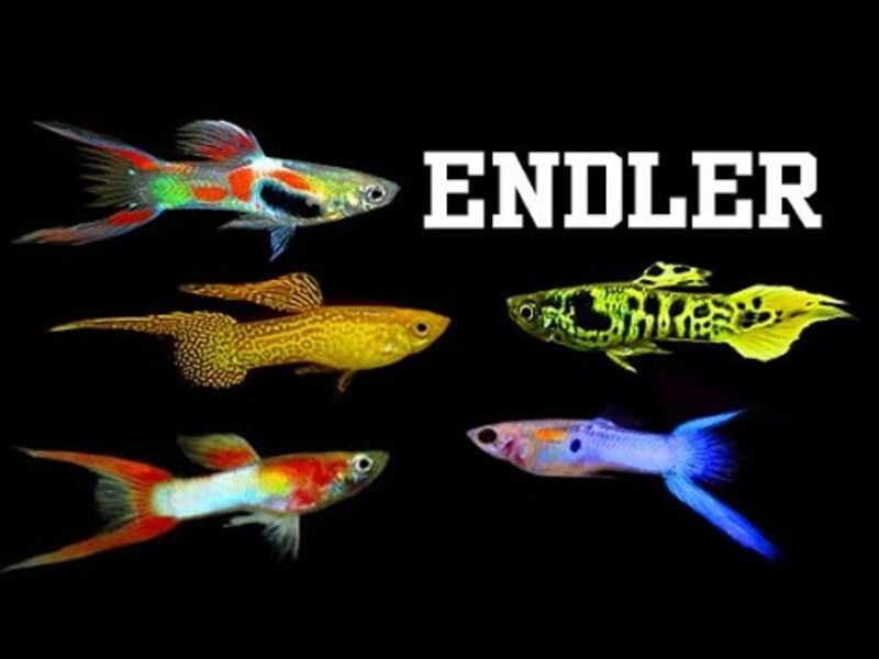 Cá bảy màu Rừng Endler với hoa văn độc đáo, bơi lội trong bể nano, đại diện cho giống cá nhỏ gọn.