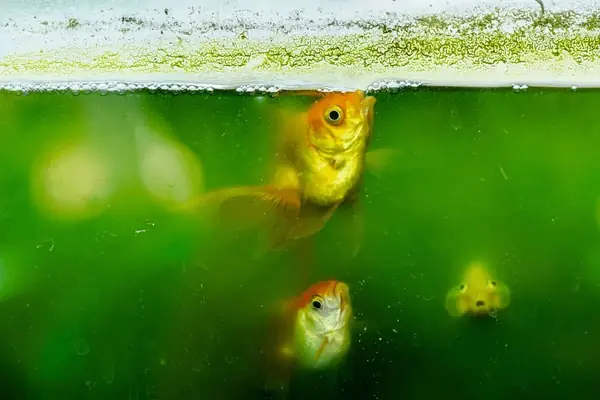 Cá Bảy Màu Sình Bụng: Nguyên Nhân, Triệu Chứng Và Cách Trị Hiệu Quả