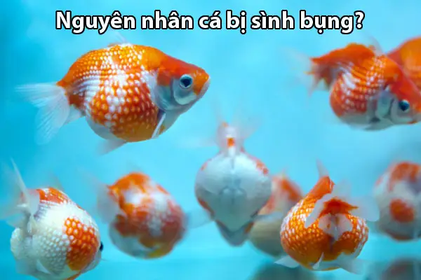 Cá Bảy Màu Sình Bụng: Nguyên Nhân, Triệu Chứng Và Cách Trị Hiệu Quả