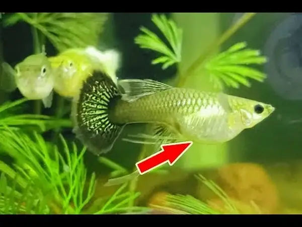 Hướng Dẫn Toàn Diện Về Quá Trình Cá Bảy Màu Sinh Sản